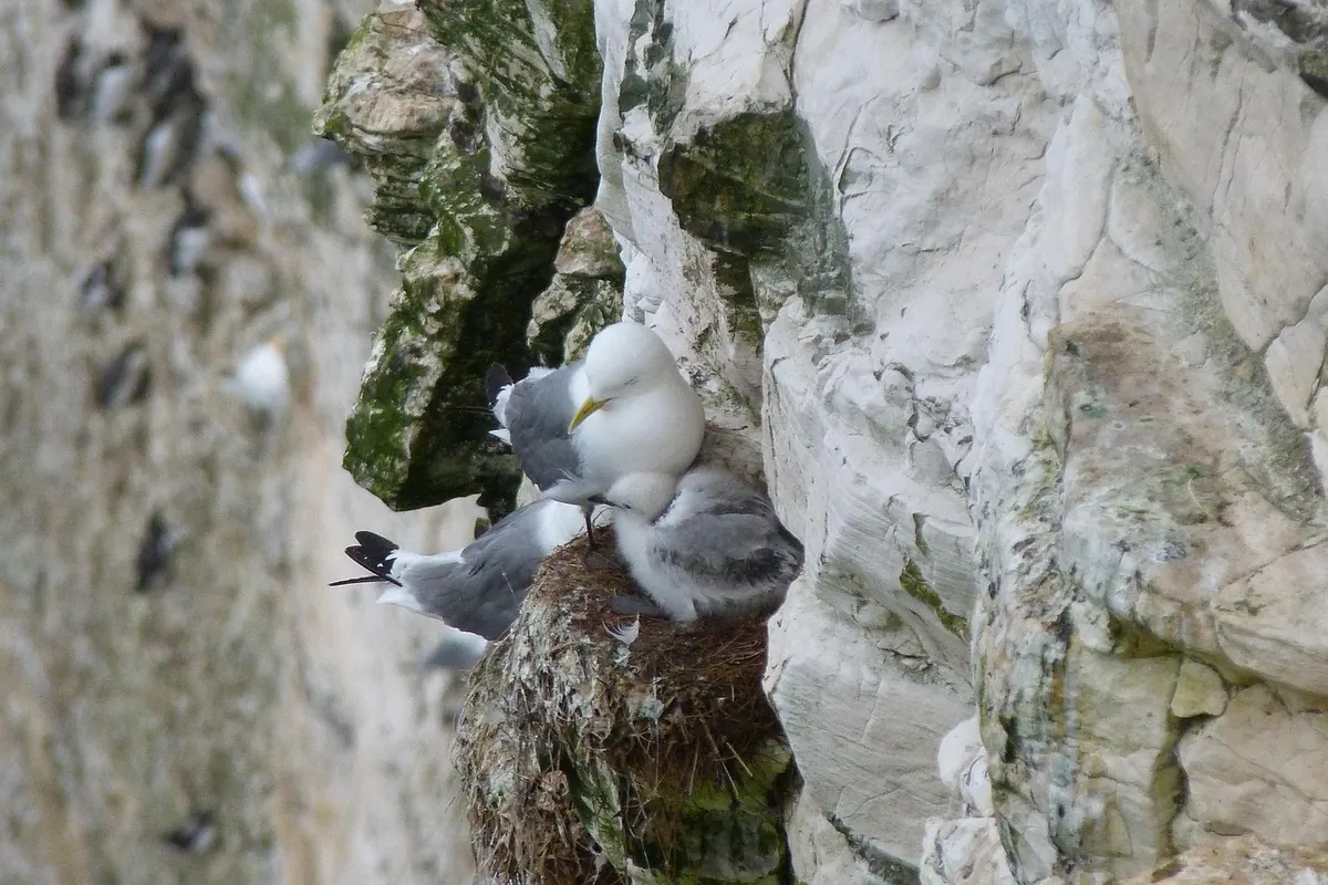 Best UK Nature Retreats for Seabird Watching in Spring